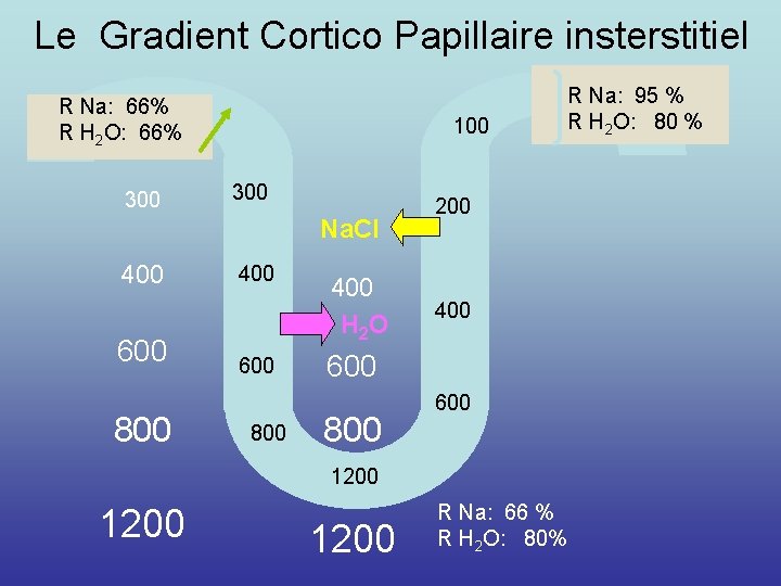 Le Gradient Cortico Papillaire insterstitiel R Na: 66% 290 R H 2 O: 66%