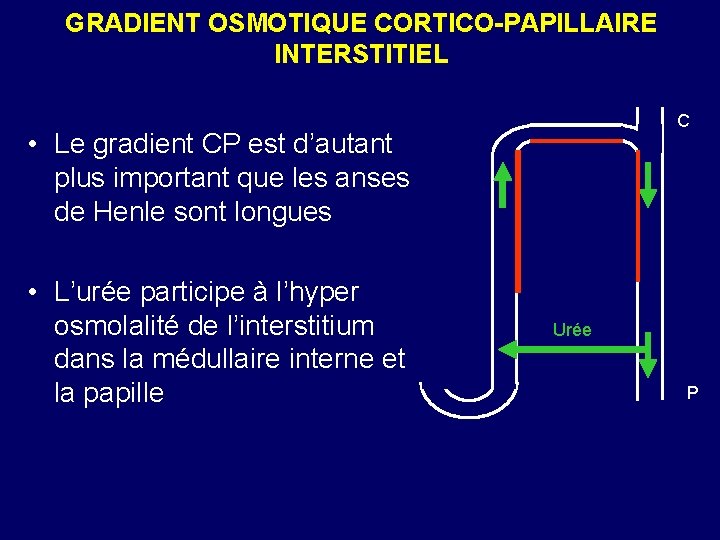 GRADIENT OSMOTIQUE CORTICO-PAPILLAIRE INTERSTITIEL C • Le gradient CP est d’autant plus important que