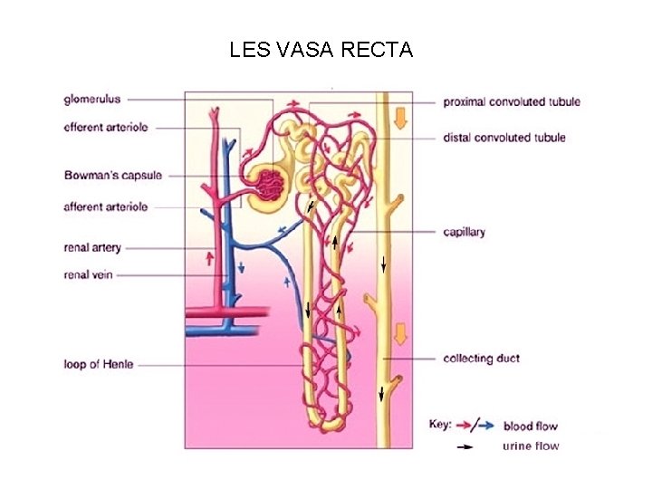 LES VASA RECTA 
