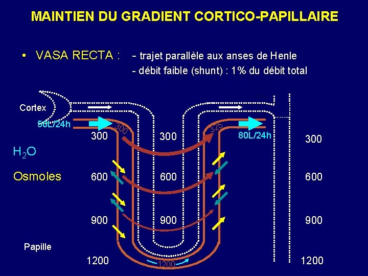 MAINTIEN DU GRADIENT CORTICO-PAPILLAIRE • VASA RECTA : - trajet parallèle aux anses de
