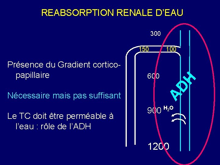 REABSORPTION RENALE D’EAU 300 150 Nécessaire mais pas suffisant Le TC doit être perméable