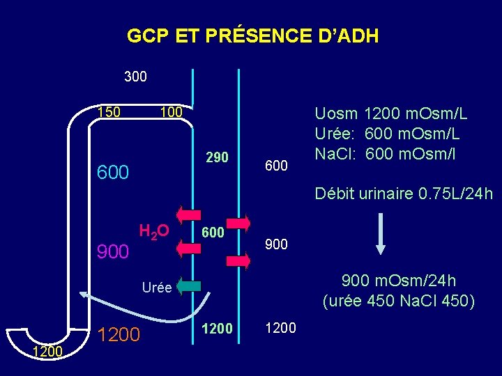 GCP ET PRÉSENCE D’ADH 300 150 100 290 600 Uosm 1200 m. Osm/L Urée: