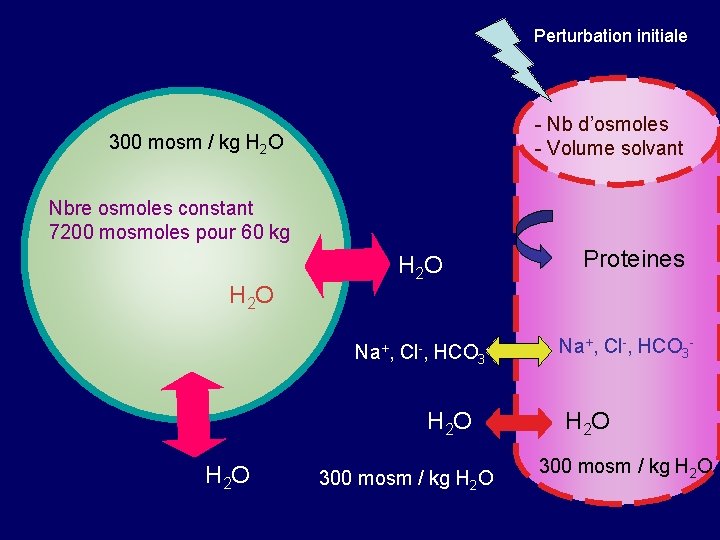 Perturbation initiale - Nb d’osmoles - Volume solvant 300 mosm / kg H 2