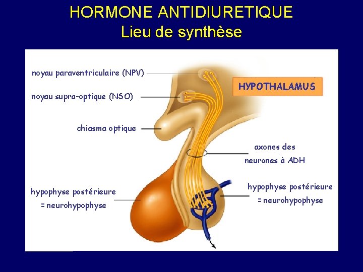 HORMONE ANTIDIURETIQUE Lieu de synthèse noyau paraventriculaire (NPV) noyau supra-optique (NSO) HYPOTHALAMUS chiasma optique