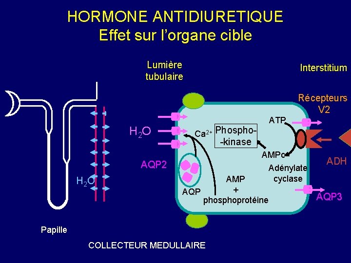 HORMONE ANTIDIURETIQUE Effet sur l’organe cible Lumière tubulaire Interstitium Récepteurs V 2 H 2