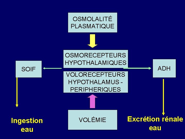 OSMOLALITÉ PLASMATIQUE SOIF Ingestion eau OSMORECEPTEURS HYPOTHALAMIQUES VOLORECEPTEURS HYPOTHALAMUS PERIPHERIQUES VOLÉMIE ADH Excrétion rénale
