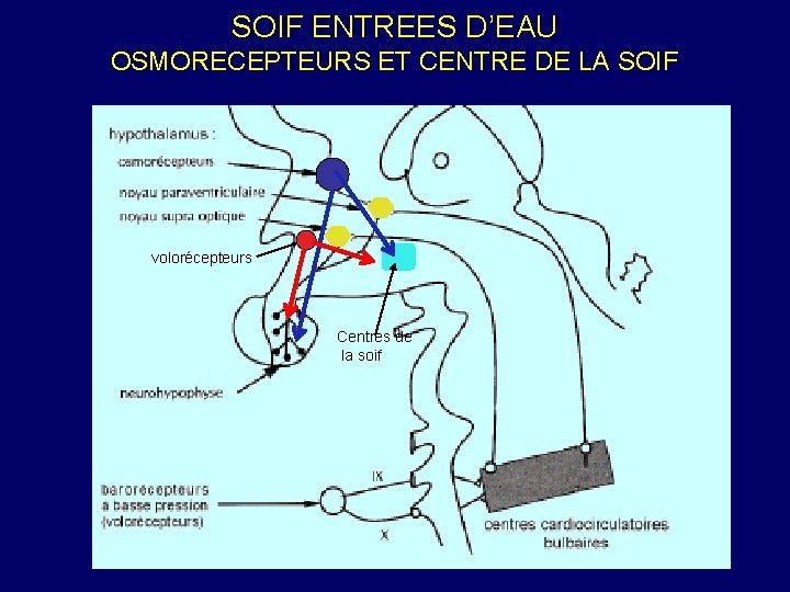 SOIF ENTREES D’EAU OSMORECEPTEURS ET CENTRE DE LA SOIF volorécepteurs Centres de` la soif