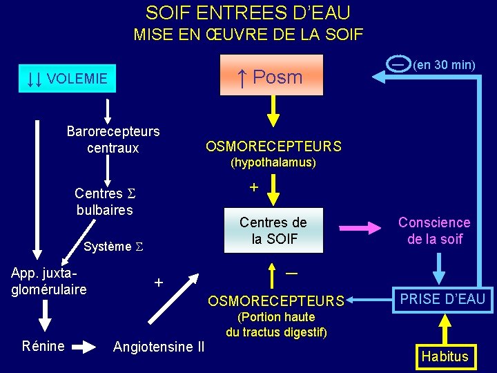 SOIF ENTREES D’EAU MISE EN ŒUVRE DE LA SOIF ↑ Posm ↓↓ VOLEMIE Barorecepteurs