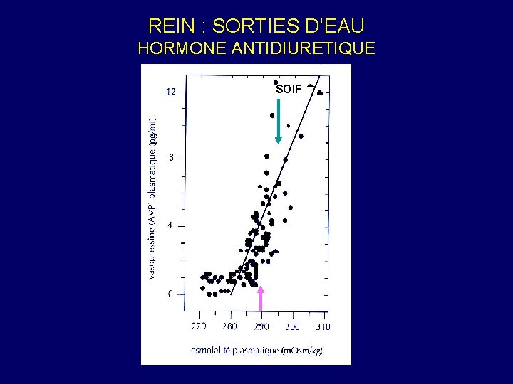 REIN : SORTIES D’EAU HORMONE ANTIDIURETIQUE SOIF 
