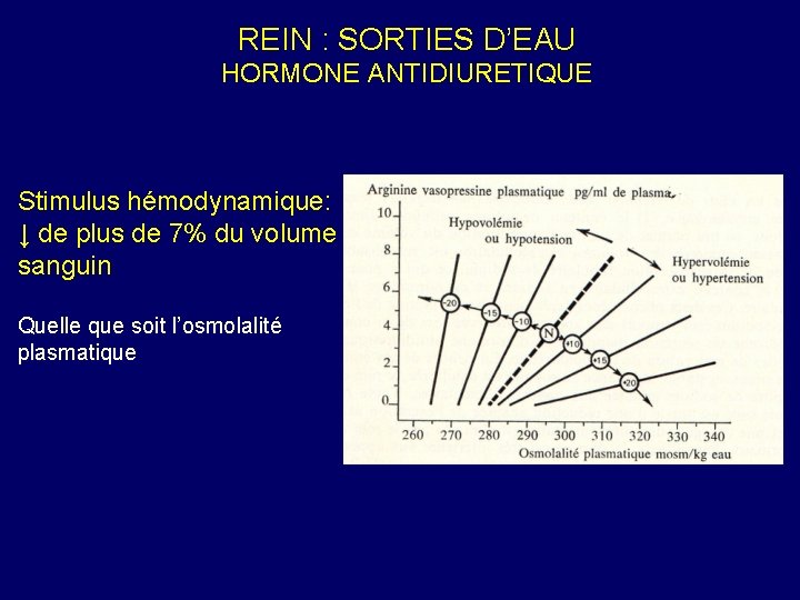 REIN : SORTIES D’EAU HORMONE ANTIDIURETIQUE Stimulus hémodynamique: ↓ de plus de 7% du