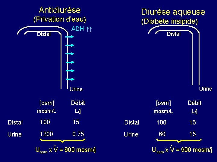 Antidiurèse Diurèse aqueuse (Privation d’eau) (Diabète insipide) ADH ↑↑ Distal Urine [osm] Débit mosm/L