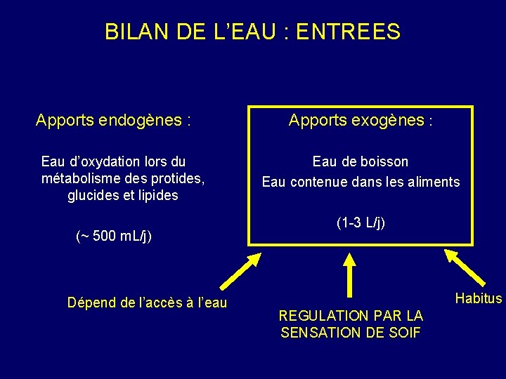 BILAN DE L’EAU : ENTREES Apports endogènes : Eau d’oxydation lors du métabolisme des