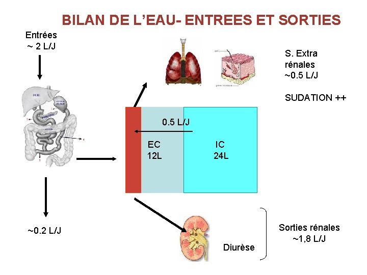 BILAN DE L’EAU- ENTREES ET SORTIES Entrées ~ 2 L/J S. Extra rénales ~0.