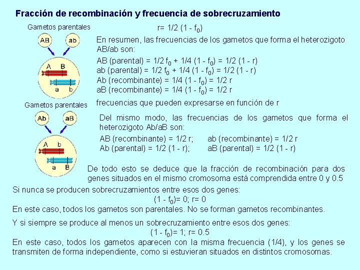 Fracción de recombinación y frecuencia de sobrecruzamiento Gametos parentales r= 1/2 (1 - f