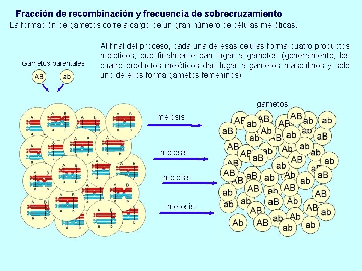 Fracción de recombinación y frecuencia de sobrecruzamiento La formación de gametos corre a cargo
