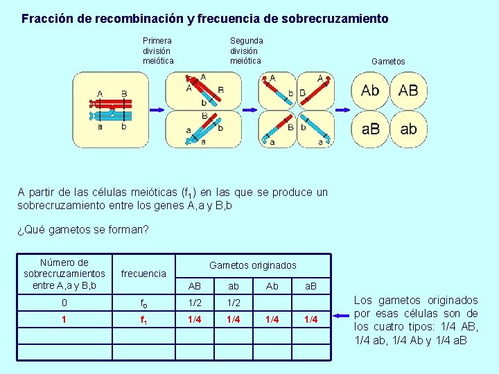 Fracción de recombinación y frecuencia de sobrecruzamiento Primera división meiótica Segunda división meiótica Gametos