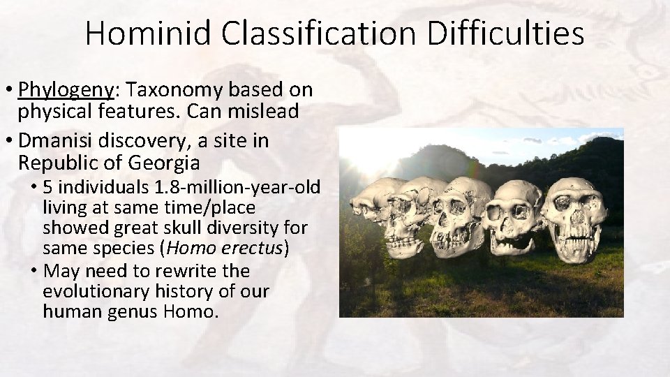 Hominid Classification Difficulties • Phylogeny: Taxonomy based on physical features. Can mislead • Dmanisi