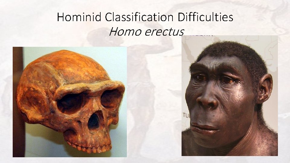 Hominid Classification Difficulties Homo erectus 