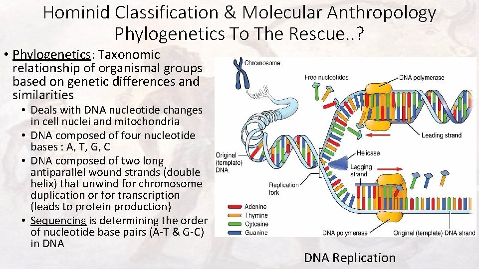 Hominid Classification & Molecular Anthropology Phylogenetics To The Rescue. . ? • Phylogenetics: Taxonomic