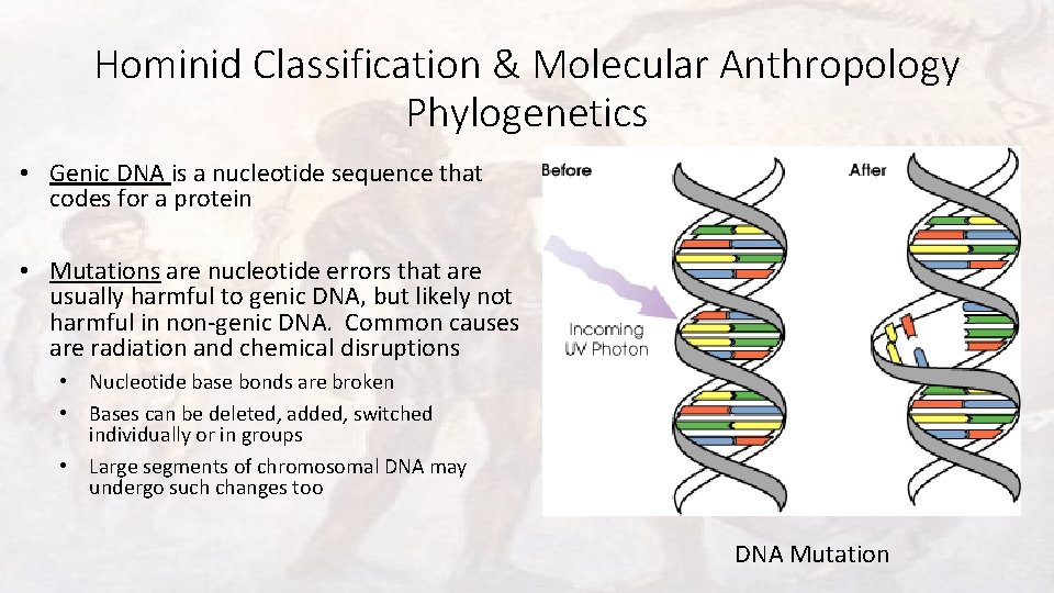 Hominid Classification & Molecular Anthropology Phylogenetics • Genic DNA is a nucleotide sequence that