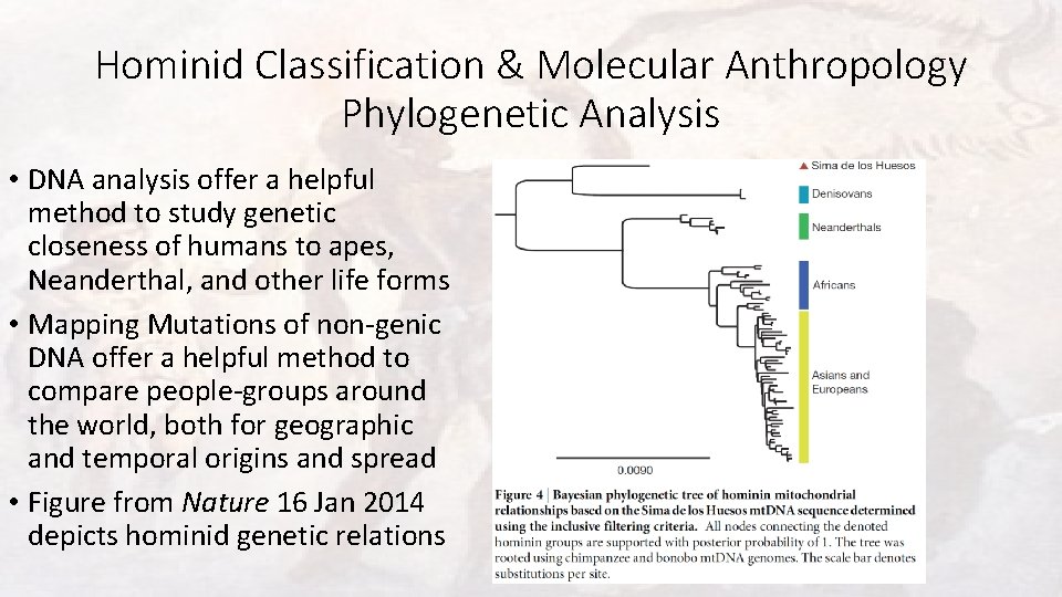 Hominid Classification & Molecular Anthropology Phylogenetic Analysis • DNA analysis offer a helpful method