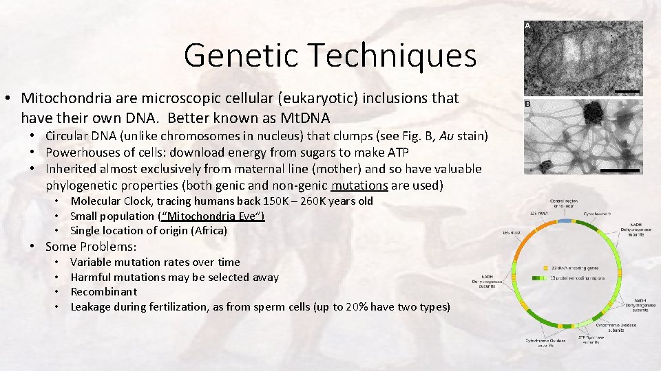 Genetic Techniques • Mitochondria are microscopic cellular (eukaryotic) inclusions that have their own DNA.