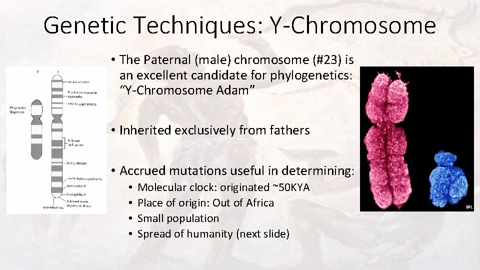 Genetic Techniques: Y-Chromosome • The Paternal (male) chromosome (#23) is an excellent candidate for