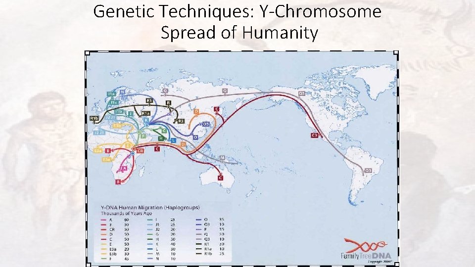 Genetic Techniques: Y-Chromosome Spread of Humanity 