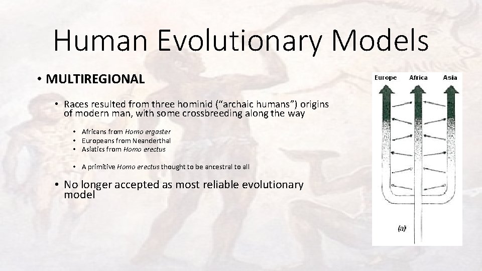 Human Evolutionary Models • MULTIREGIONAL • Races resulted from three hominid (“archaic humans”) origins