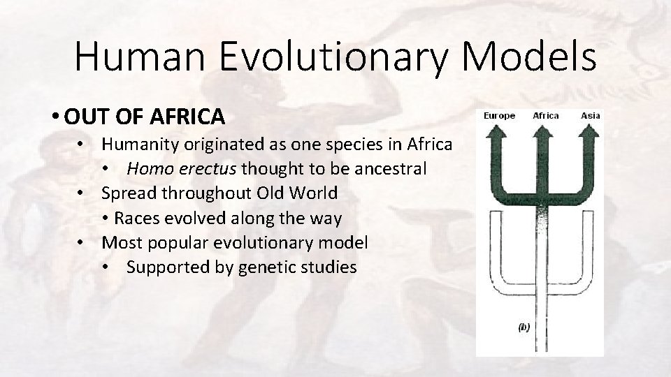 Human Evolutionary Models • OUT OF AFRICA • Humanity originated as one species in