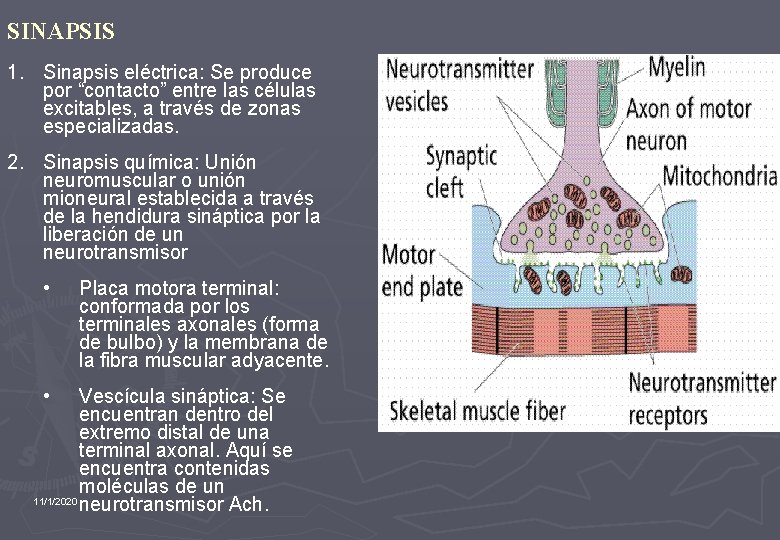 SINAPSIS 1. Sinapsis eléctrica: Se produce por “contacto” entre las células excitables, a través