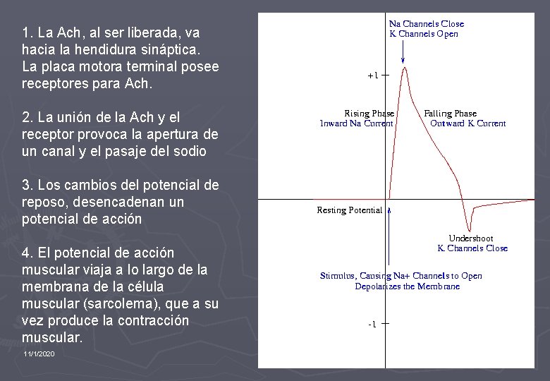 1. La Ach, al ser liberada, va hacia la hendidura sináptica. La placa motora