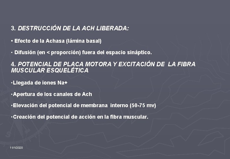 3. DESTRUCCIÓN DE LA ACH LIBERADA: • Efecto de la Achasa (lámina basal) •