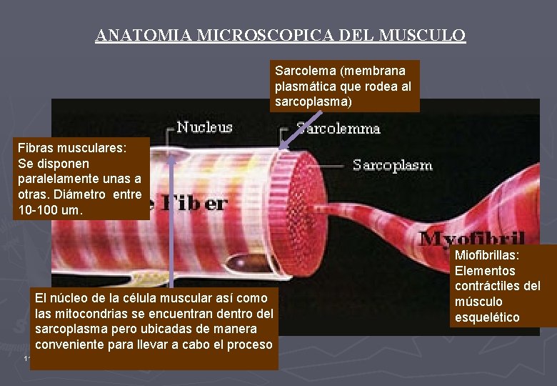 ANATOMIA MICROSCOPICA DEL MUSCULO Sarcolema (membrana plasmática que rodea al sarcoplasma) Fibras musculares: Se