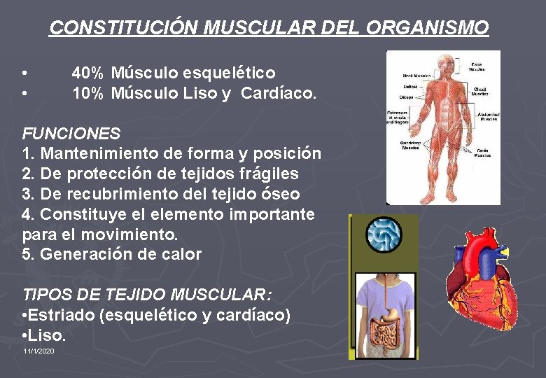 CONSTITUCIÓN MUSCULAR DEL ORGANISMO • • 40% Músculo esquelético 10% Músculo Liso y Cardíaco.