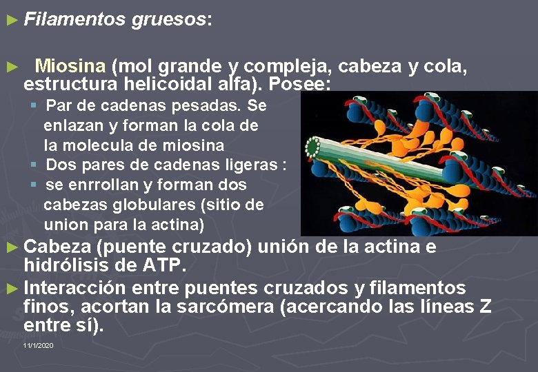 ► Filamentos gruesos: ► Miosina (mol grande y compleja, cabeza y cola, estructura helicoidal