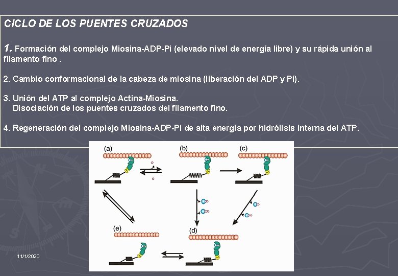 CICLO DE LOS PUENTES CRUZADOS 1. Formación del complejo Miosina-ADP-Pi (elevado nivel de energía