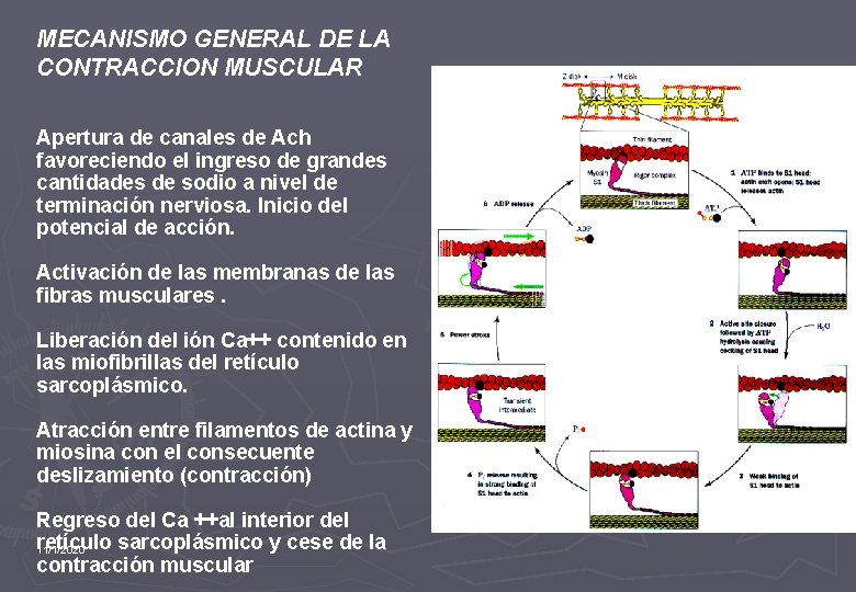 MECANISMO GENERAL DE LA CONTRACCION MUSCULAR Apertura de canales de Ach favoreciendo el ingreso