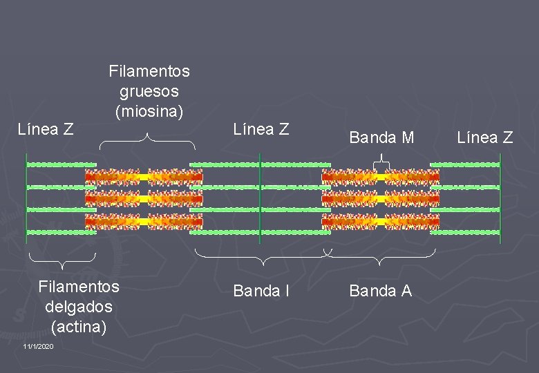 Línea Z Filamentos gruesos (miosina) Filamentos delgados (actina) 11/1/2020 Línea Z Banda M Banda
