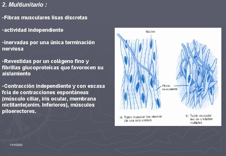 2. Multiunitario : • Fibras musculares lisas discretas • actividad independiente • inervadas por