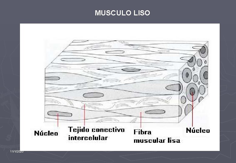 MUSCULO LISO 11/1/2020 