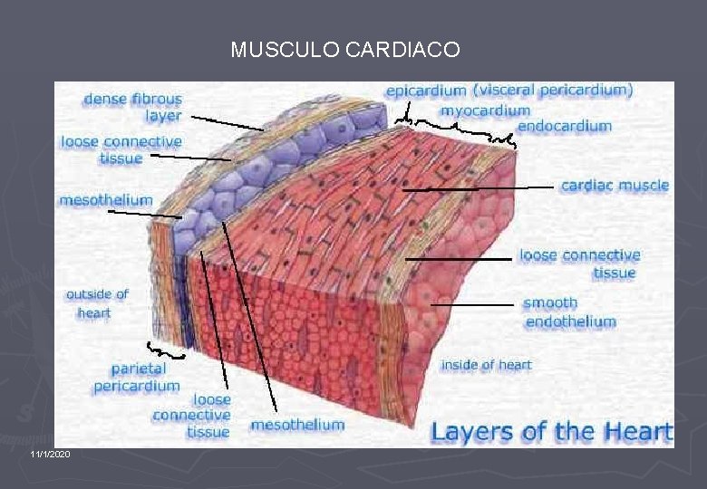 MUSCULO CARDIACO 11/1/2020 