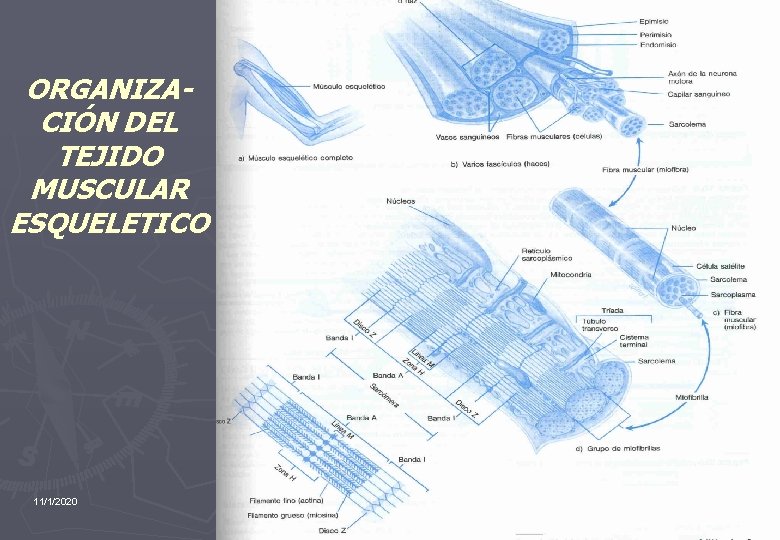 ORGANIZACIÓN DEL TEJIDO MUSCULAR ESQUELETICO 11/1/2020 