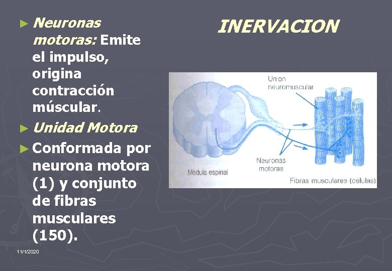 ► Neuronas motoras: Emite el impulso, origina contracción múscular. ► Unidad Motora ► Conformada