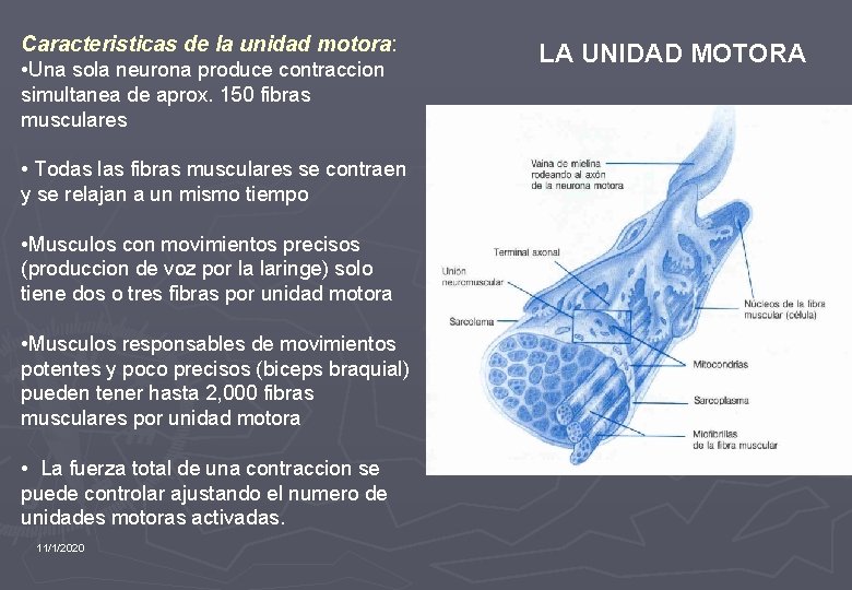 Caracteristicas de la unidad motora: • Una sola neurona produce contraccion simultanea de aprox.