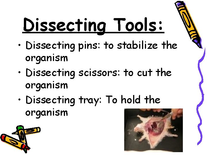 Dissecting Tools: • Dissecting pins: to stabilize the organism • Dissecting scissors: to cut