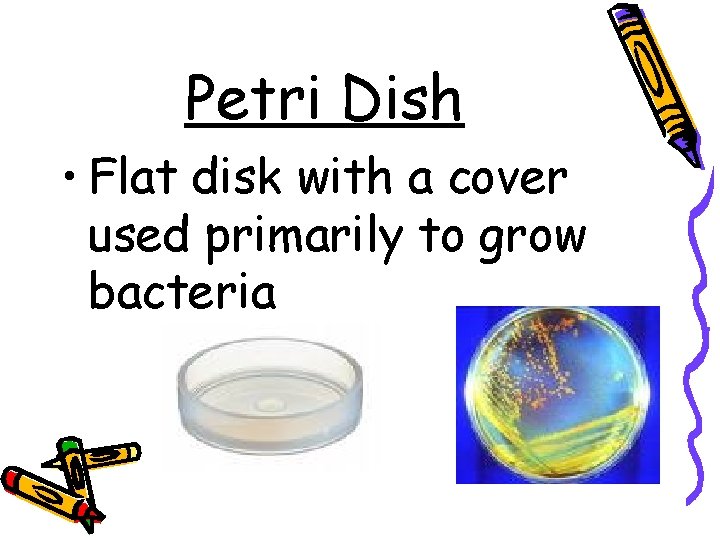 Petri Dish • Flat disk with a cover used primarily to grow bacteria 