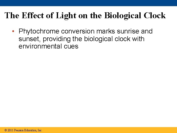 The Effect of Light on the Biological Clock • Phytochrome conversion marks sunrise and