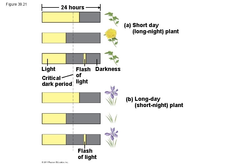 Figure 39. 21 24 hours (a) Short day (long-night) plant Flash Darkness of Critical