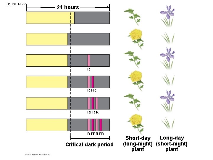 Figure 39. 22 24 hours R R FR Critical dark period Long-day Short-day (long-night)